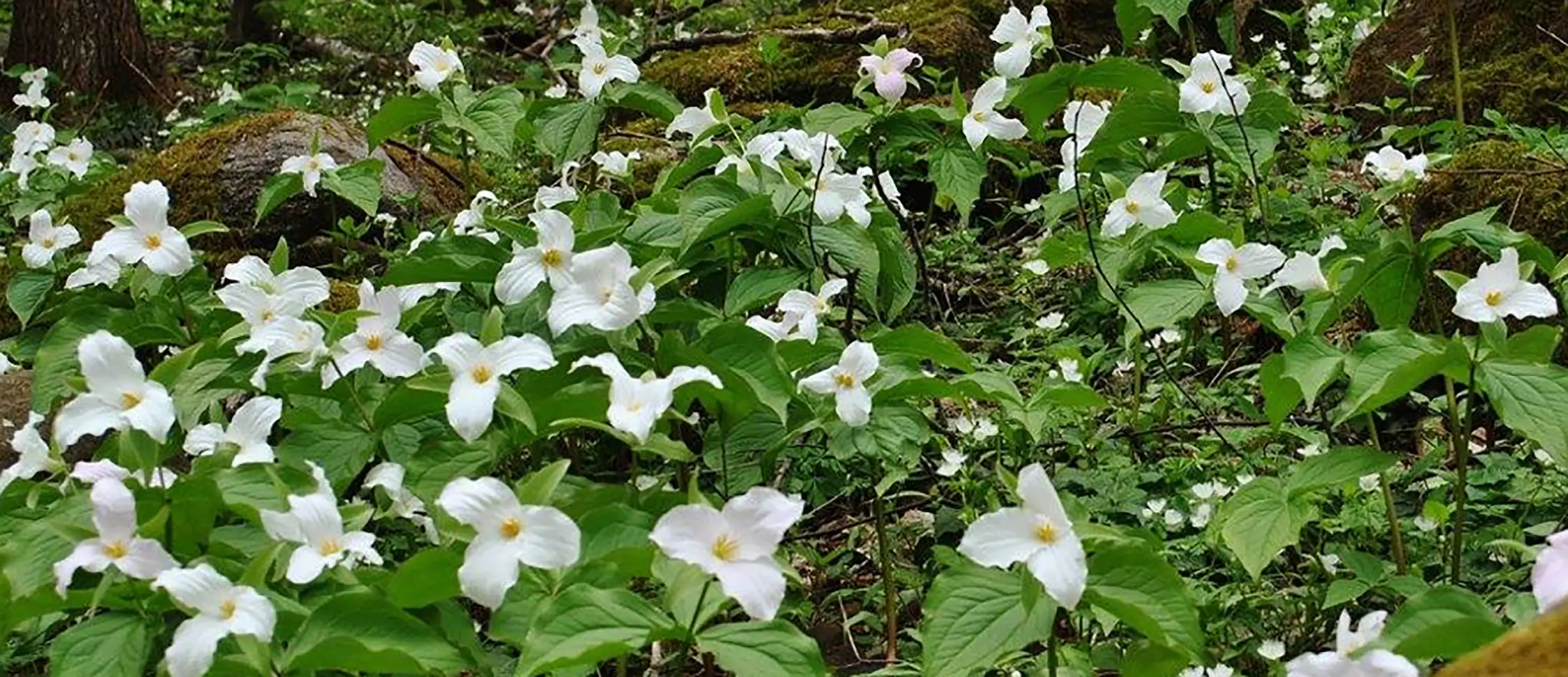 Herbarium hero image