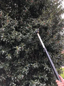 Tree Pruner