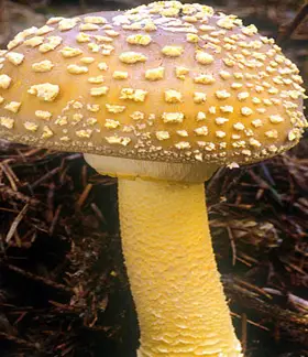 photo from the fungal herbarium collection