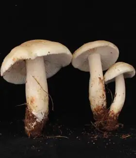 photo from the fungal herbarium collection