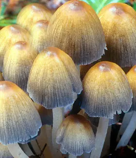 photo from the fungal herbarium collection