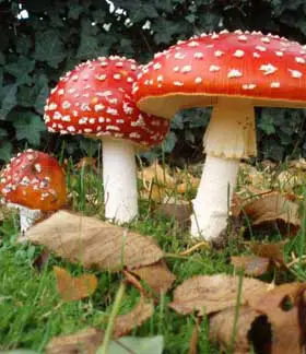 photo from the fungal herbarium collection