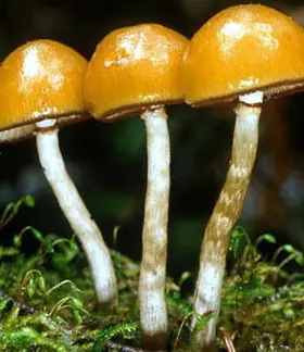 photo from the fungal herbarium collection