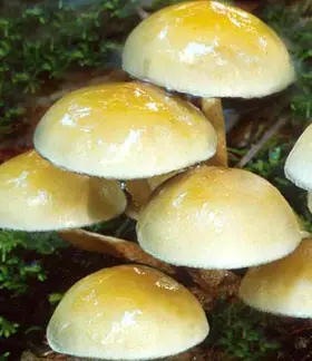 photo from the fungal herbarium collection