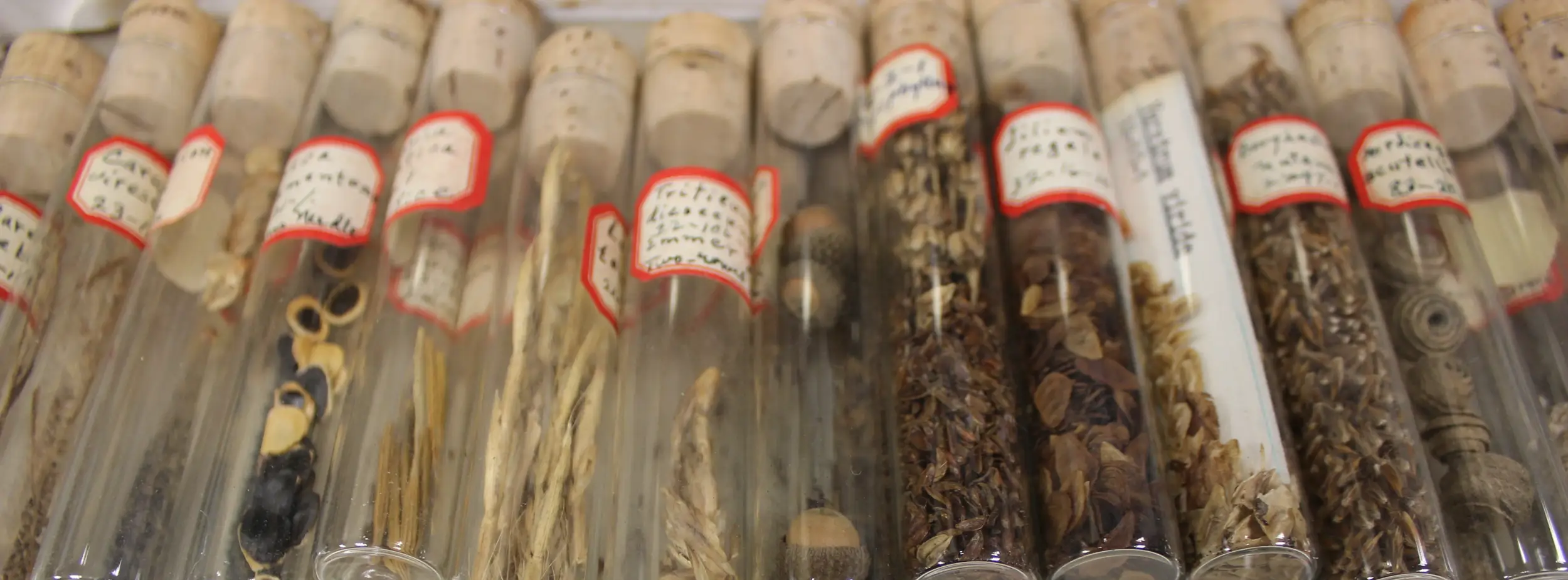 Test tubes with dried pland samples