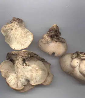 photo from the fungal herbarium collection