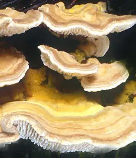 photo from the fungal herbarium collection