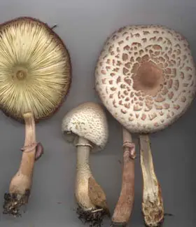 photo from the fungal herbarium collection