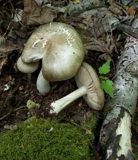 photo from the fungal herbarium collection