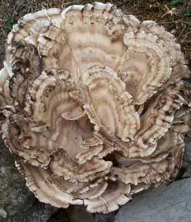 photo from the fungal herbarium collection