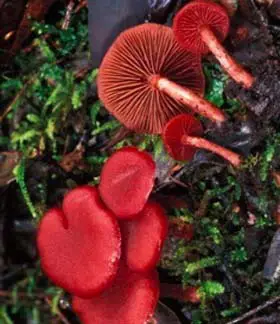 photo from the fungal herbarium collection