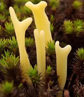 photo from the fungal herbarium collection