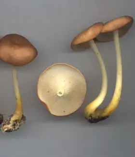 photo from the fungal herbarium collection