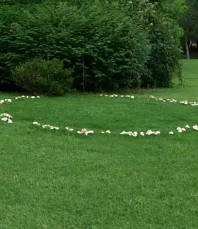 photo from the fungal herbarium collection