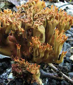 photo from the fungal herbarium collection