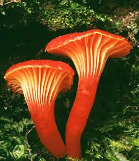photo from the fungal herbarium collection