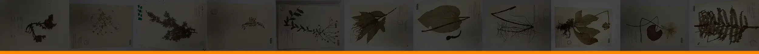 Page header of multiple dried plant samples