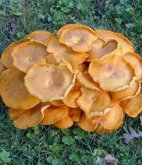 photo from the fungal herbarium collection