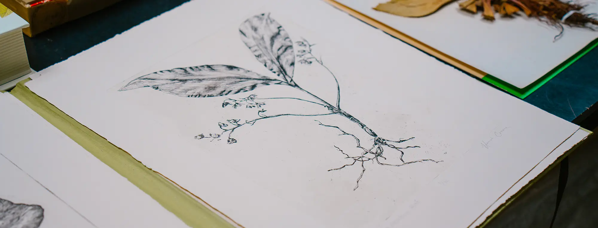 A drawing of a plant