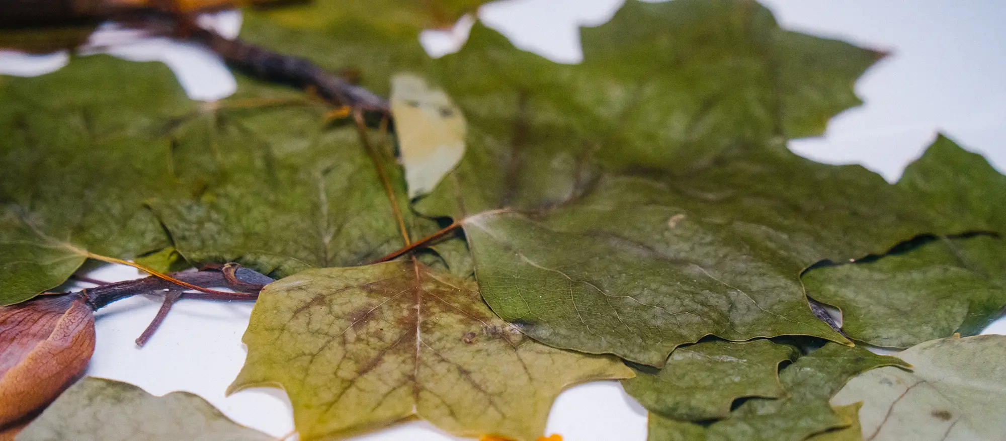 Close up photo of leaves