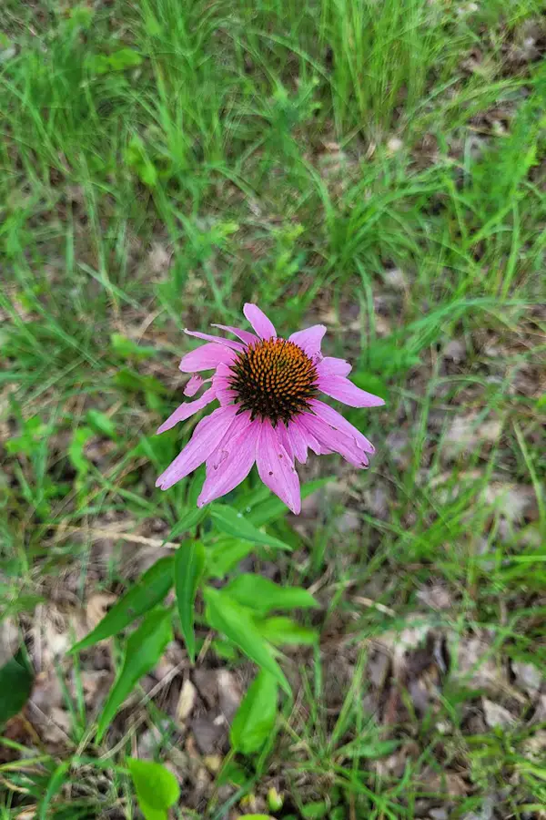 Photo of a flower with pink / purple pedals