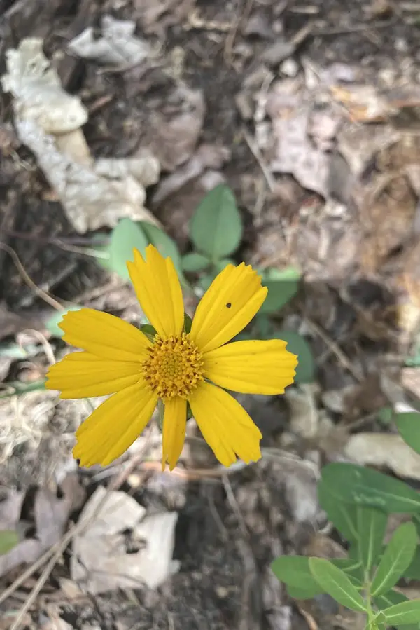 Photo of a flower with yellow pedals