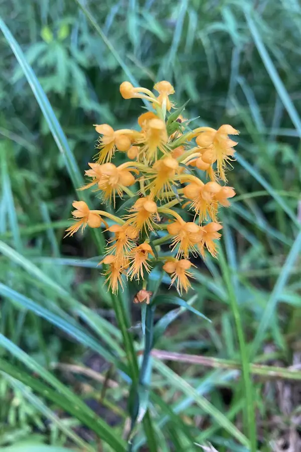 Photo of a flower with yellow pedals