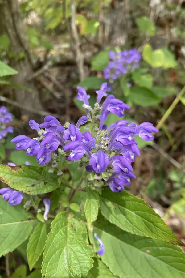 Photo of a flower with purple pedals